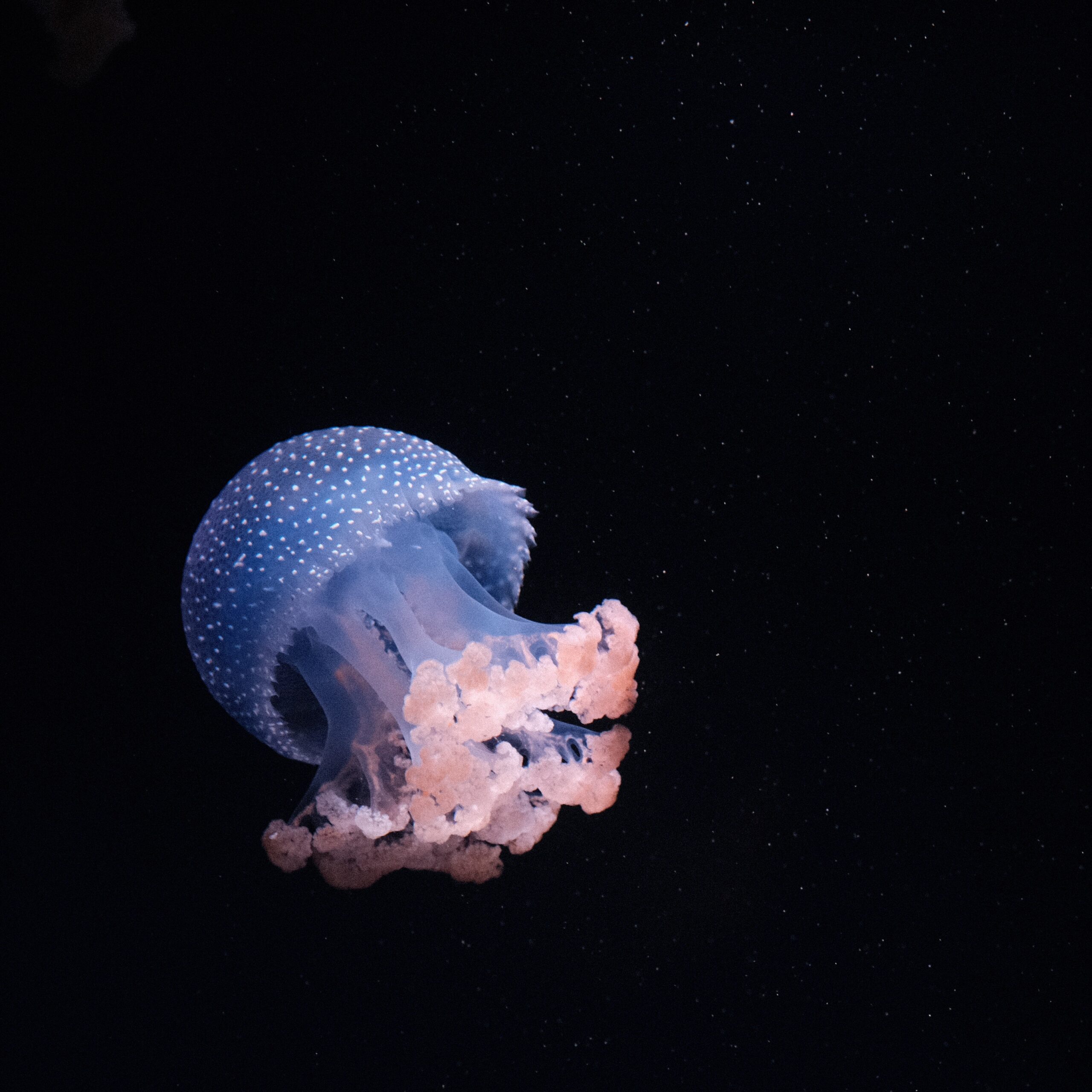 DeepWaterSubmersibles